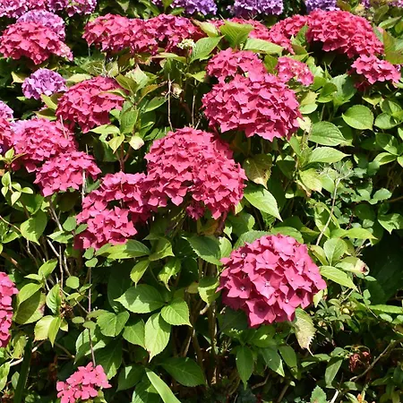 Frühstückspension D'hotes