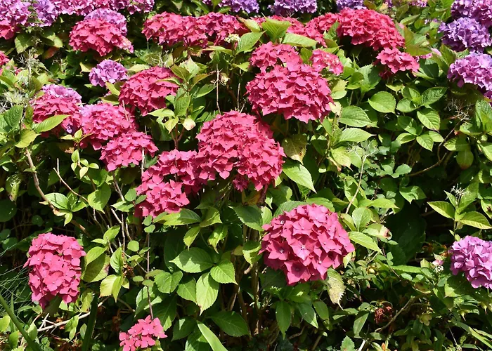 Nocleg ze śniadaniem D'hotes